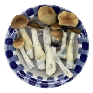 Premium Blue Meanie Magic Mushrooms