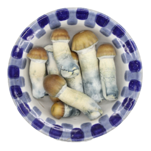 Premium Blue Pulaski Magic Mushrooms