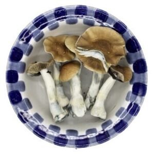 Premium Golden Teacher Magic Mushrooms